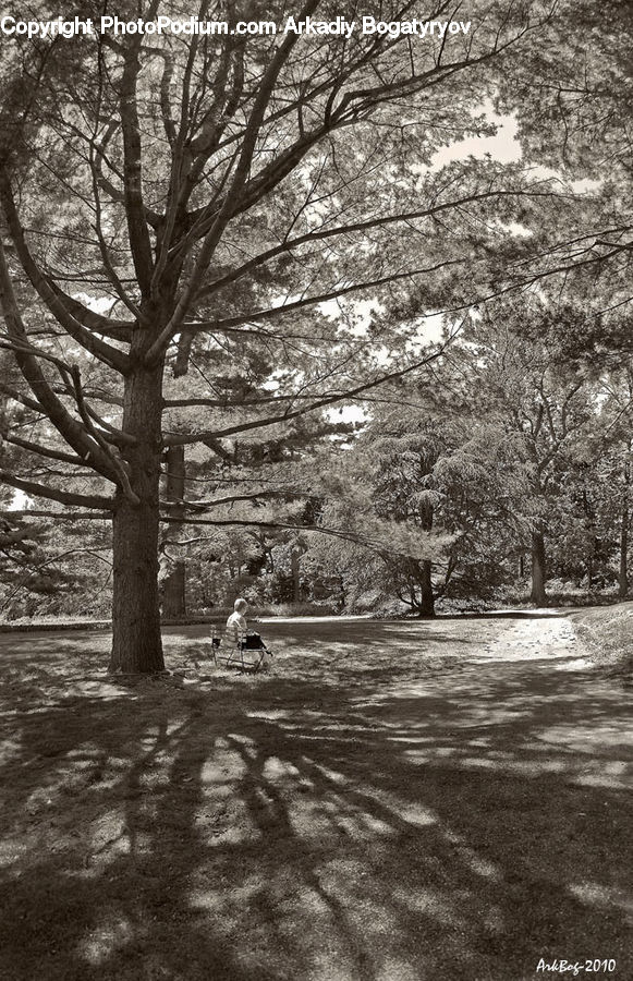 Bench, Plant, Tree, Oak, Wood, Fir, Forest