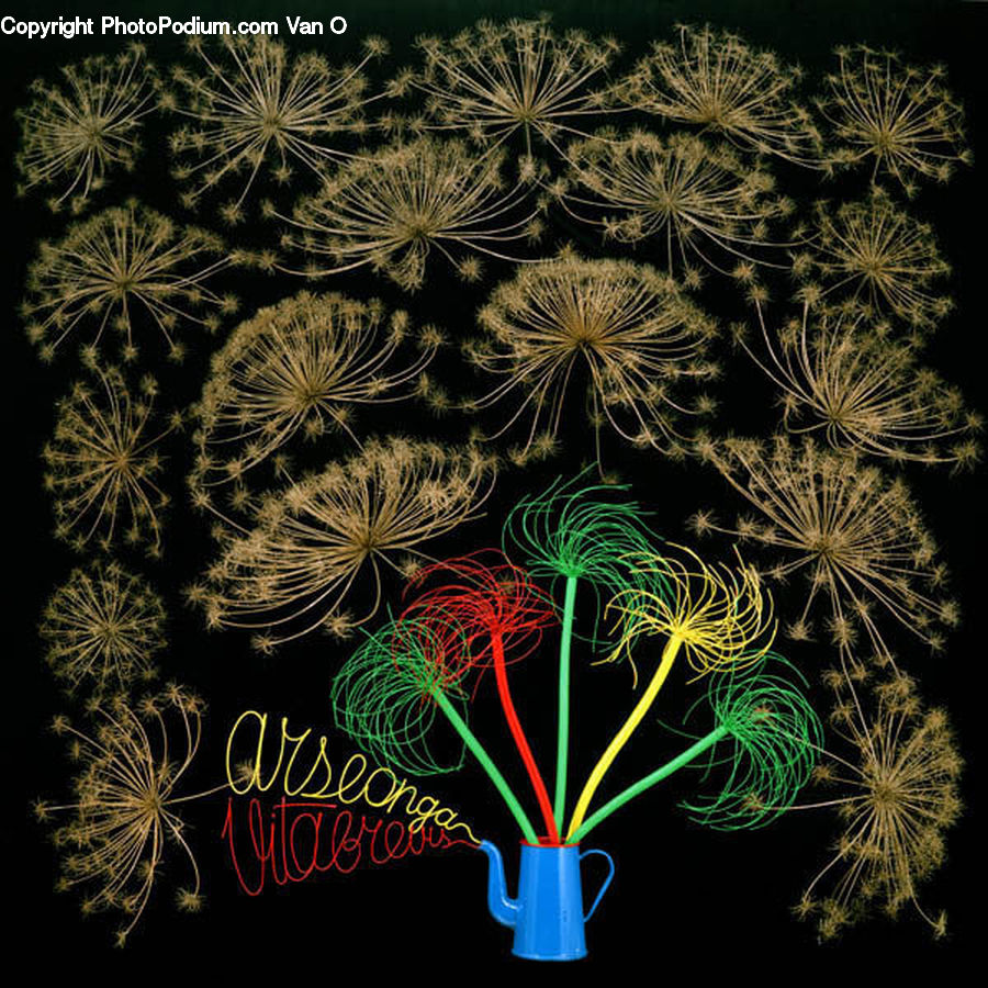 Conifer, Fir, Plant, Tree, Fireworks, Night, Dill