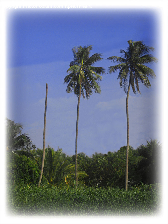 Palm Tree, Plant, Tree, Arecaceae, Dill, Beach, Coast