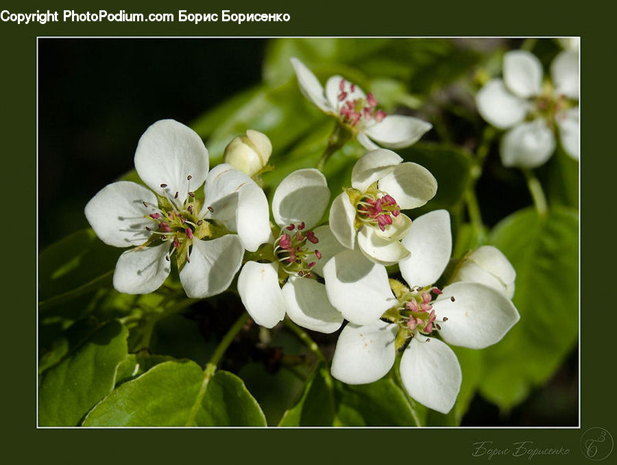 Blossom, Flora, Flower, Plant, Cherry Blossom, Geranium