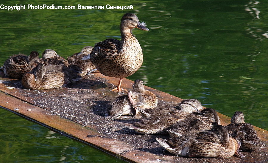 Bird, Black Swan, Swan, Waterfowl, Beak