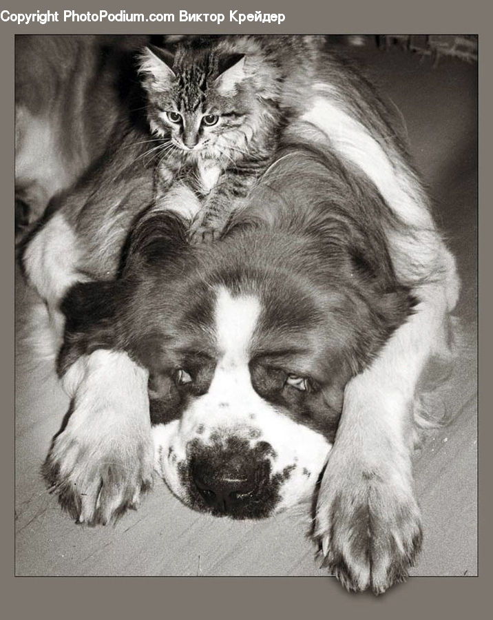 Animal, Canine, Cocker Spaniel, Dog, Mammal, Pet, Spaniel