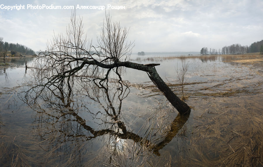 Flood, Plant, Tree