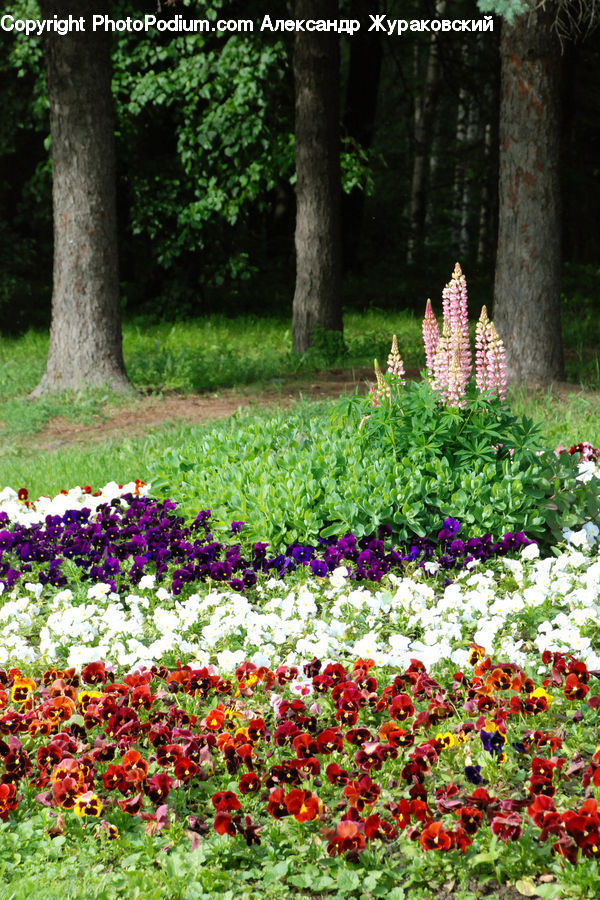 Blossom, Flora, Flower, Plant, Tulip, Forest, Grove