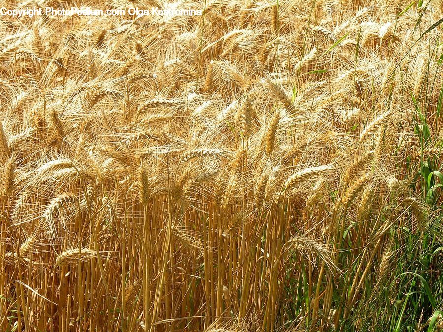 Grain, Grass, Plant, Wheat, Field, Grassland