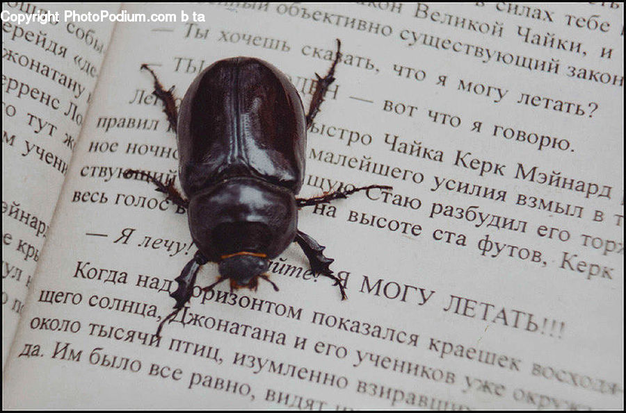 Cockroach, Insect, Invertebrate, Brochure, Flyer, Poster