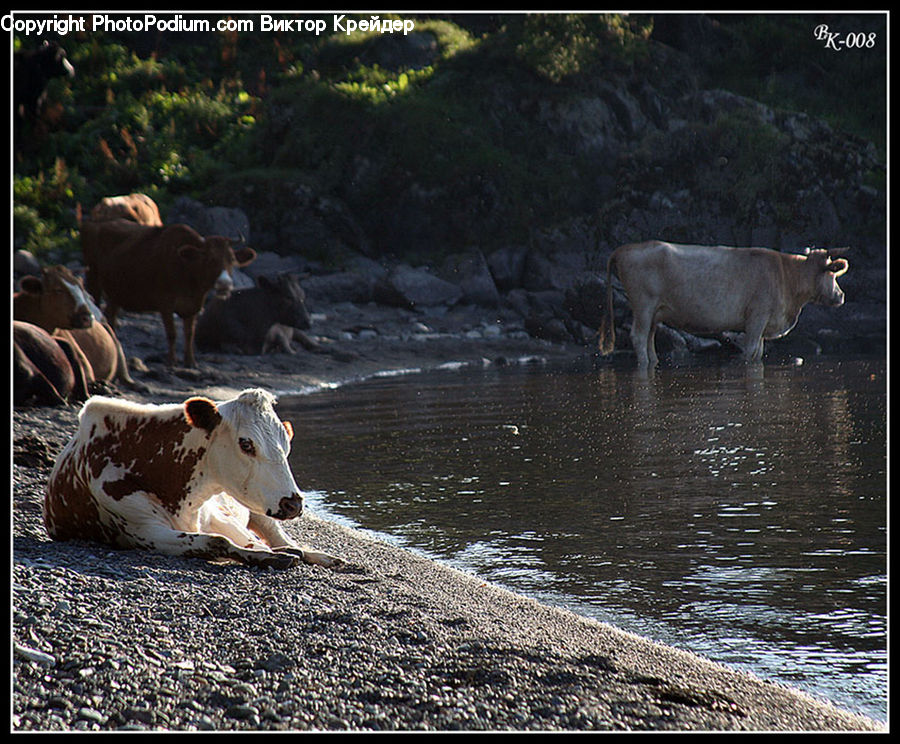 Animal, Cattle, Cow, Dairy Cow, Mammal, Angus, Bull