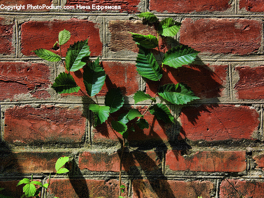 Brick, Moss, Plant, Ivy, Vine, Leaf, Fern