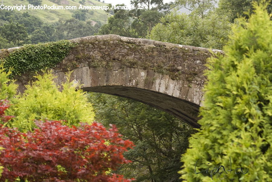 Fence, Hedge, Plant, Bridge, Viaduct, Arch, Arch Bridge