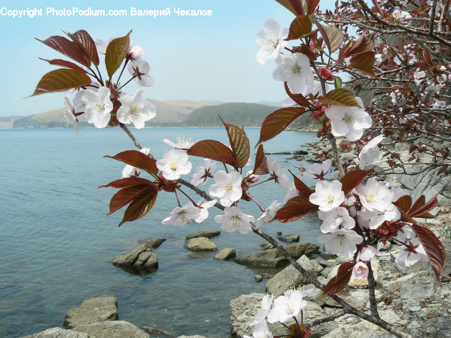 Blossom, Cherry Blossom, Flower, Flora, Plant, Rubble, Landscape