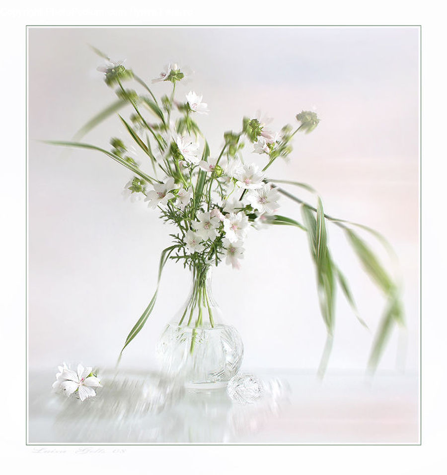 Blossom, Flora, Flower, Plant, Jar, Porcelain, Vase