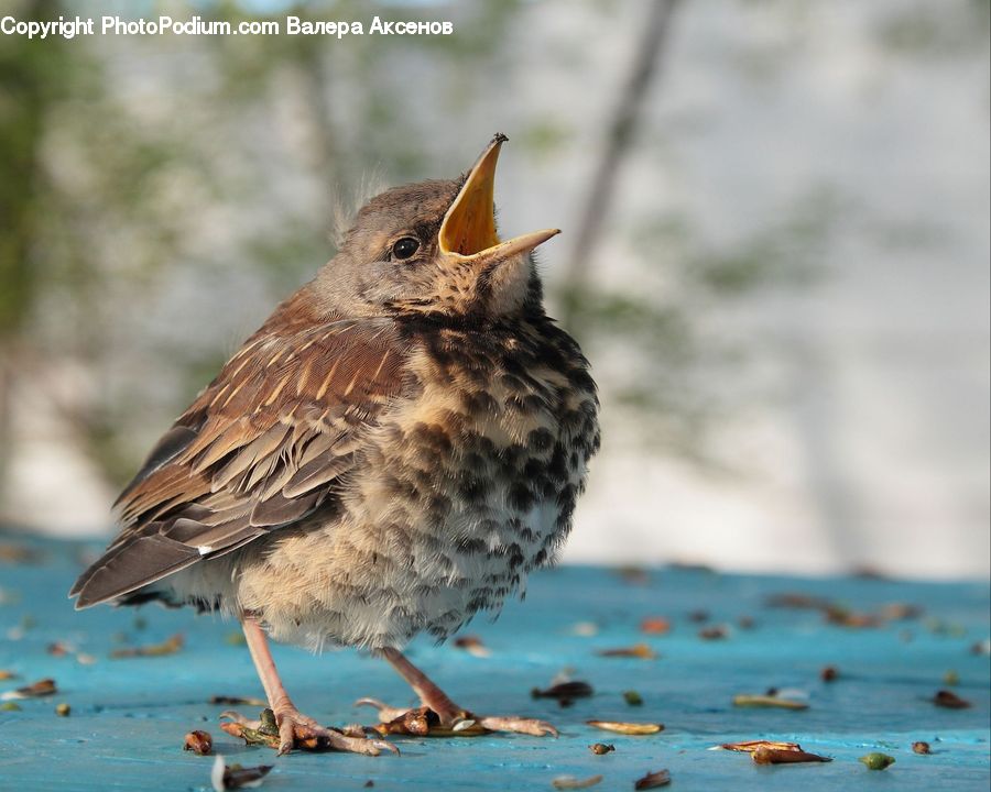 Bird, Blackbird, Beak, Anthus