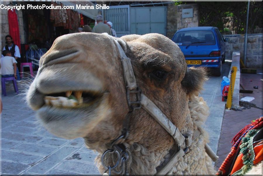 Animal, Camel, Mammal, Automobile, Car, Vehicle, Head