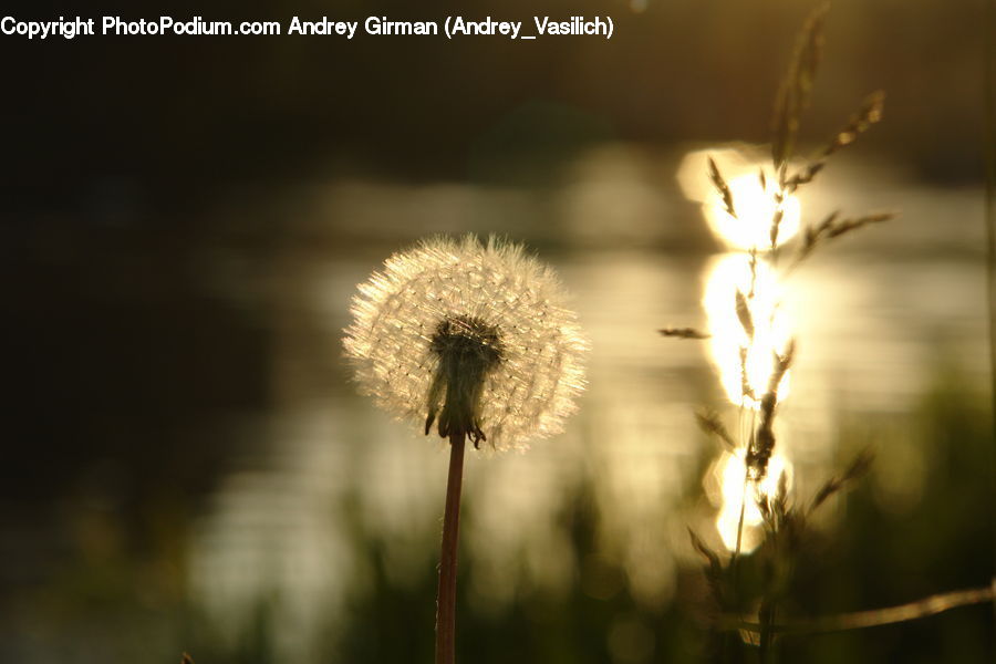 Plant, Weed, Dandelion, Flower, Field, Grass, Grassland