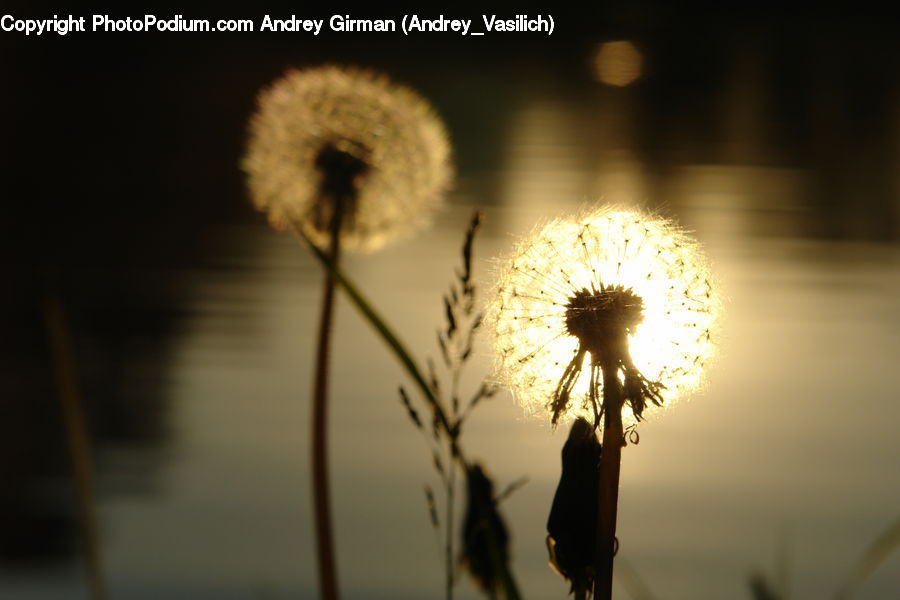 Dandelion, Flower, Plant, Potted Plant, Weed, Silhouette, Grass