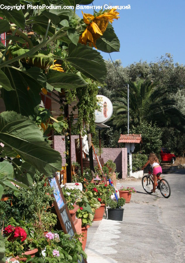 Bicycle, Bike, Vehicle, Garden, Gardening, Herbal, Herbs