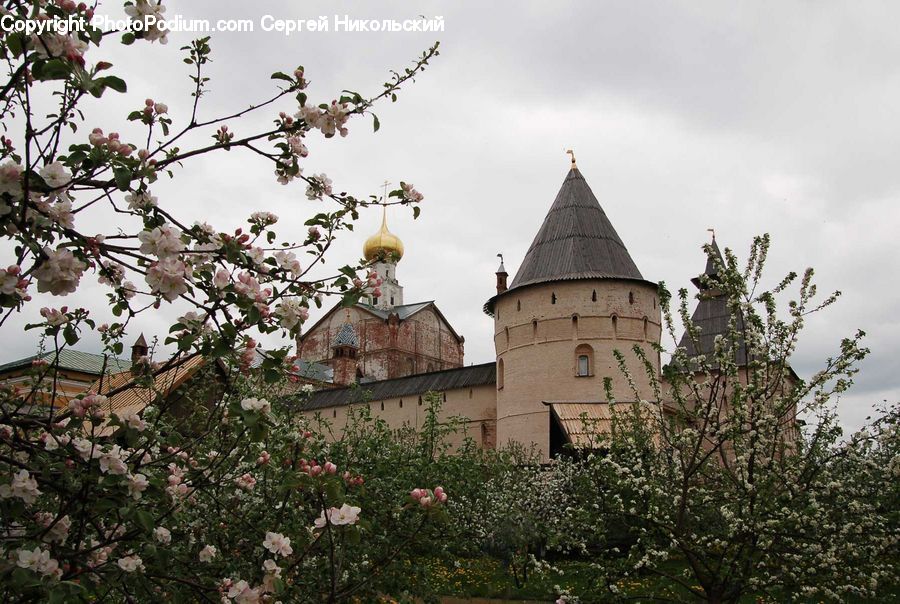 Blossom, Flora, Flower, Plant, Architecture, Castle, Fort