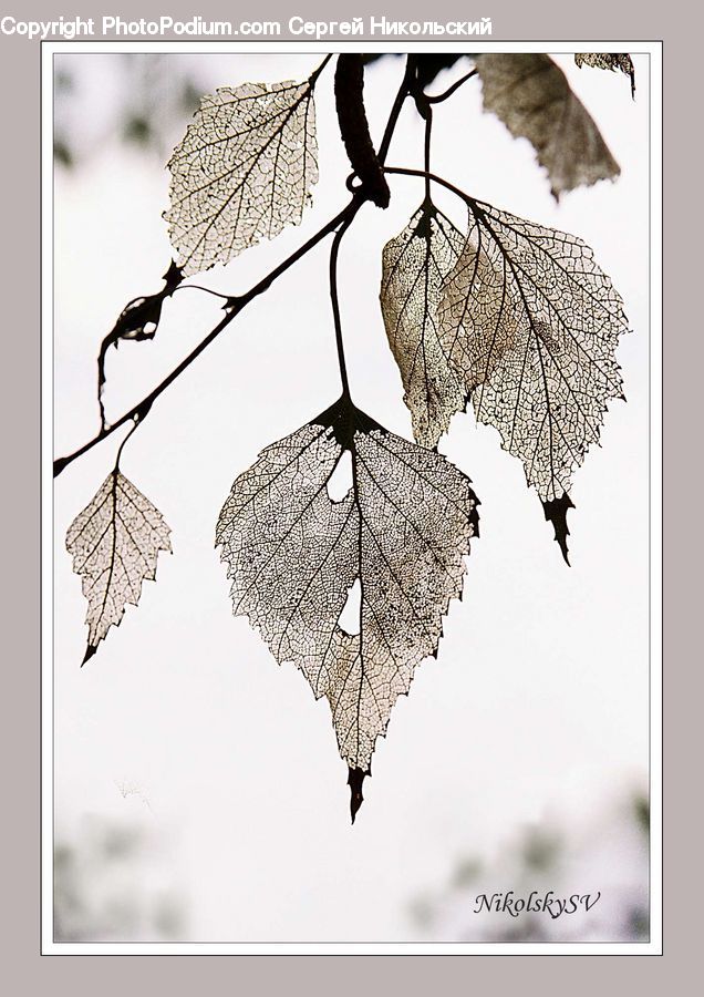 Collage, Poster, Art, Drawing, Lamp, Lampshade, Maple