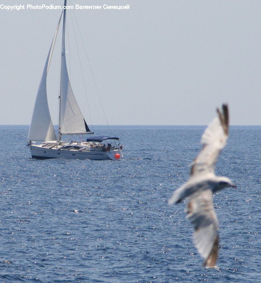 Boat, Dinghy, Sailboat, Vessel, Watercraft, Bird, Booby
