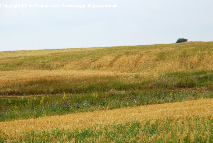 Field, Grass, Grassland, Land, Outdoors, Grain, Wheat