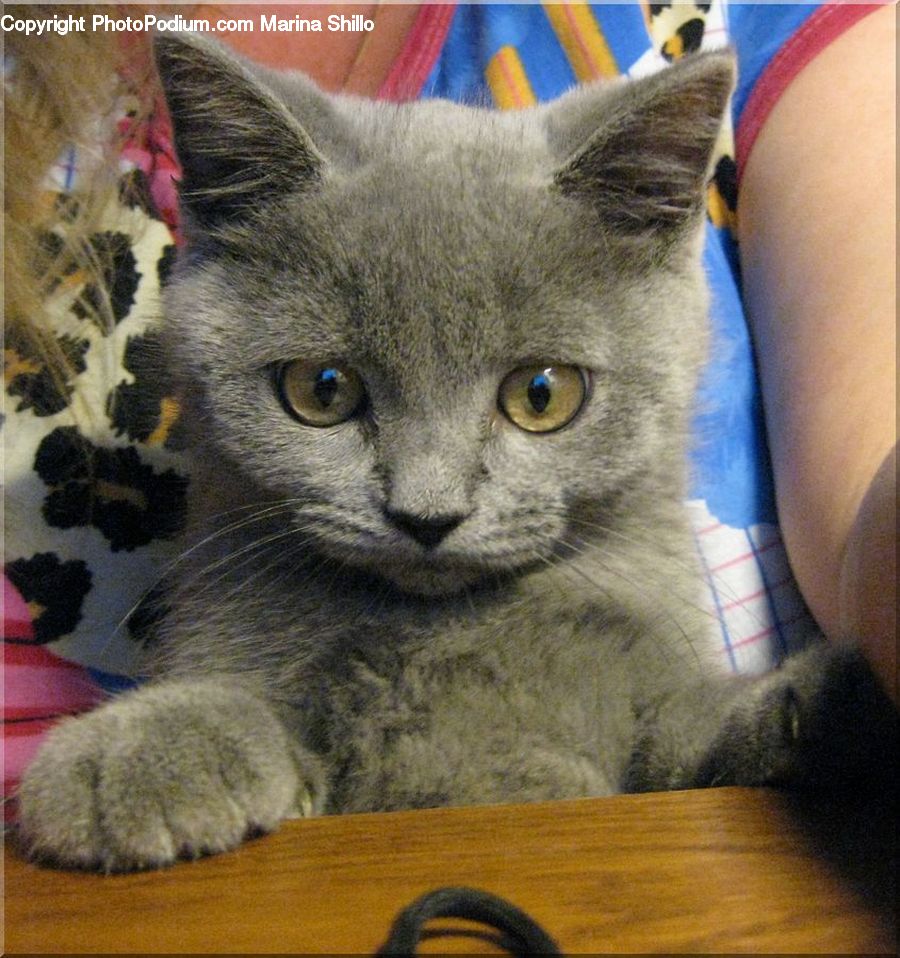Animal, Cat, Kitten, Mammal, Pet, Abyssinian, Siamese