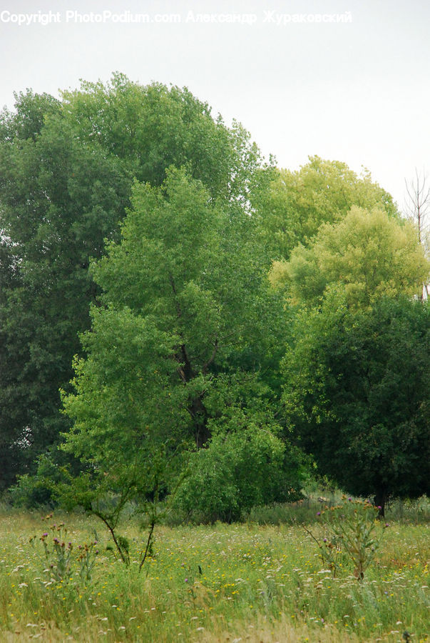 Conifer, Fir, Plant, Tree, Field, Grass, Grassland