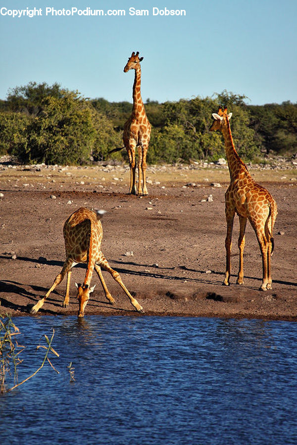 Animal, Giraffe, Mammal, Gazelle, Impala, Wildlife