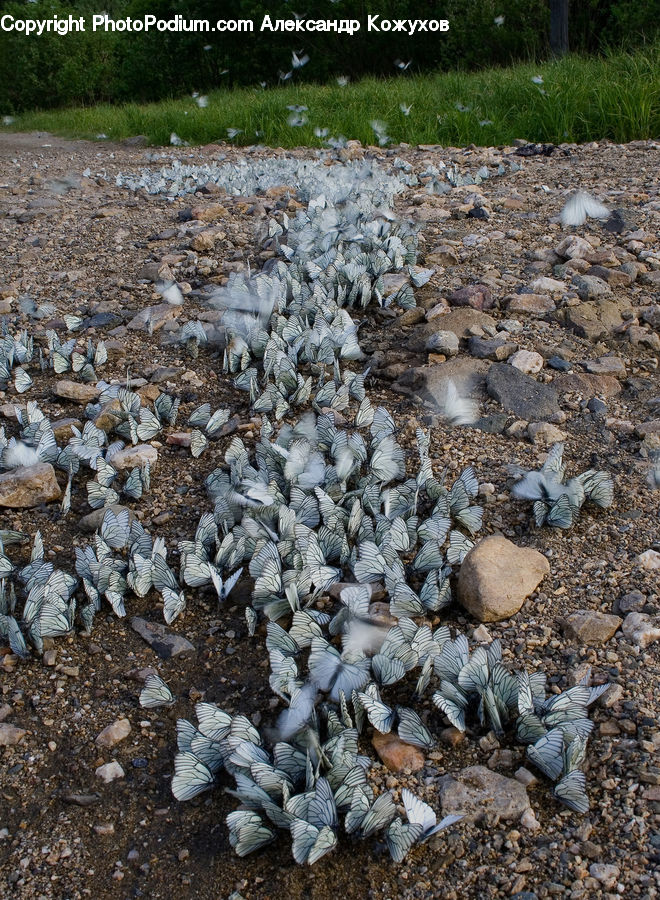 Rubble, Creek, Outdoors, River, Water, Soil, Rock