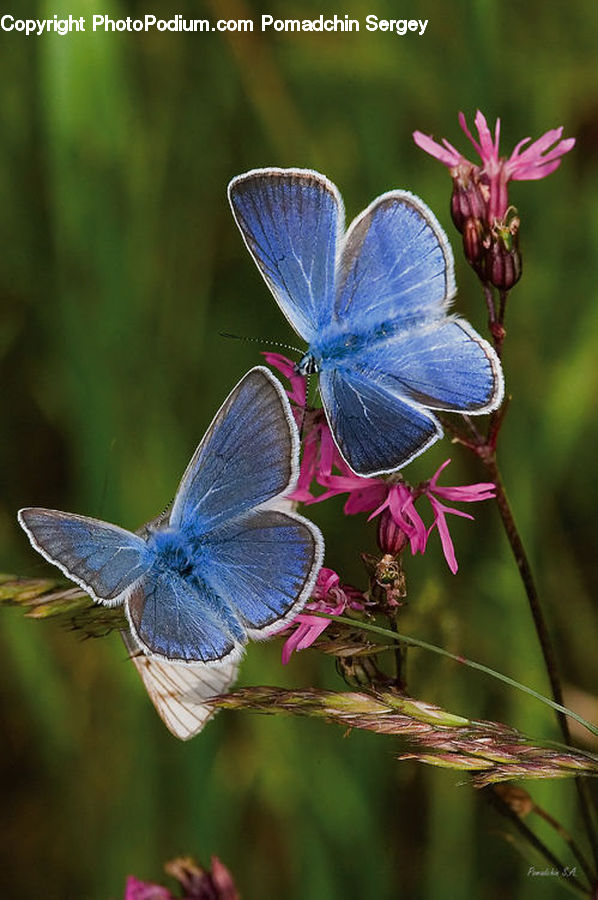 Butterfly, Insect, Invertebrate, Blossom, Flora, Flower, Geranium