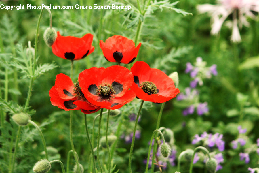 Blossom, Flora, Flower, Plant, Poppy, Geranium, Anemone