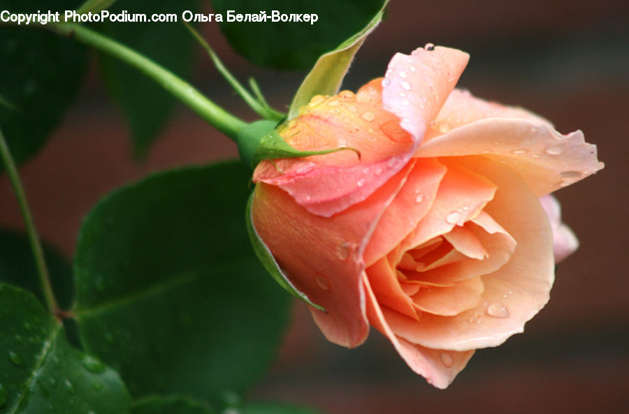 Blossom, Flower, Plant, Rose, Flora, Geranium, Carnation