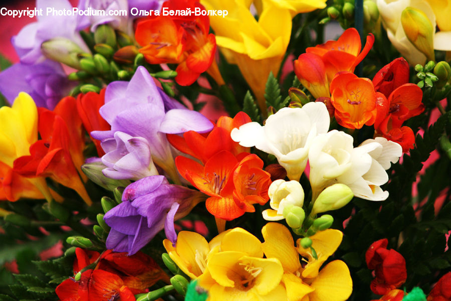 Flower, Flower Arrangement, Flower Bouquet, Blossom, Flora, Plant, Tulip