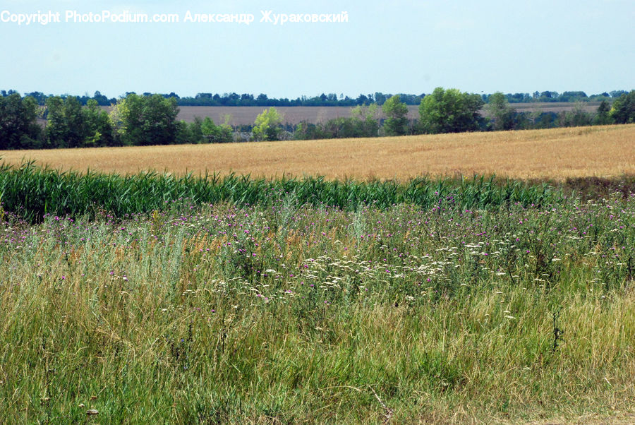 Field, Grass, Grassland, Land, Outdoors, Grain, Wheat