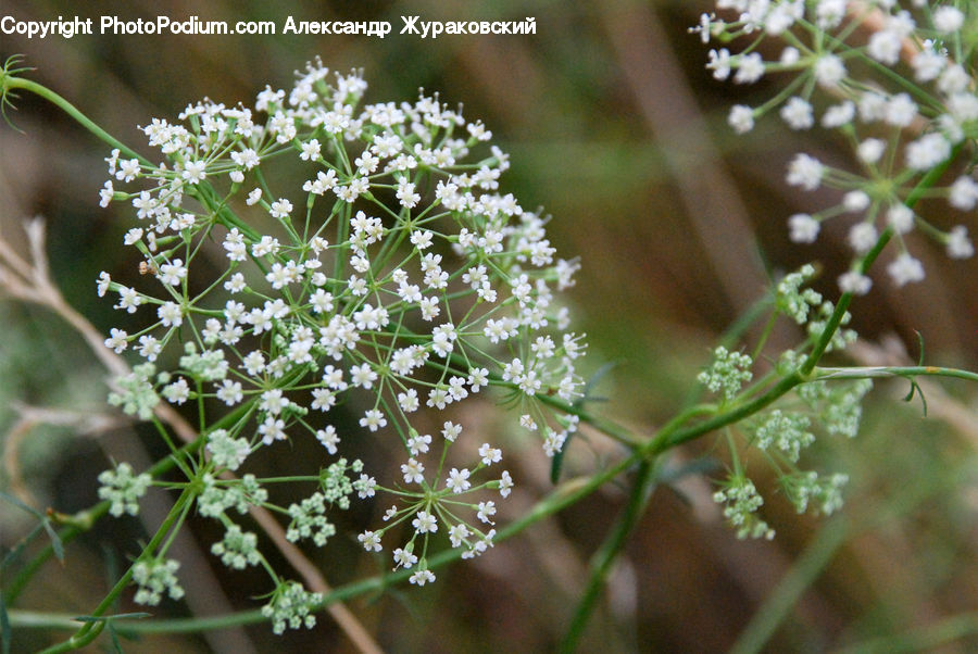 Dill, Plant, Apiaceae, Blossom, Bush, Vegetation, Flora