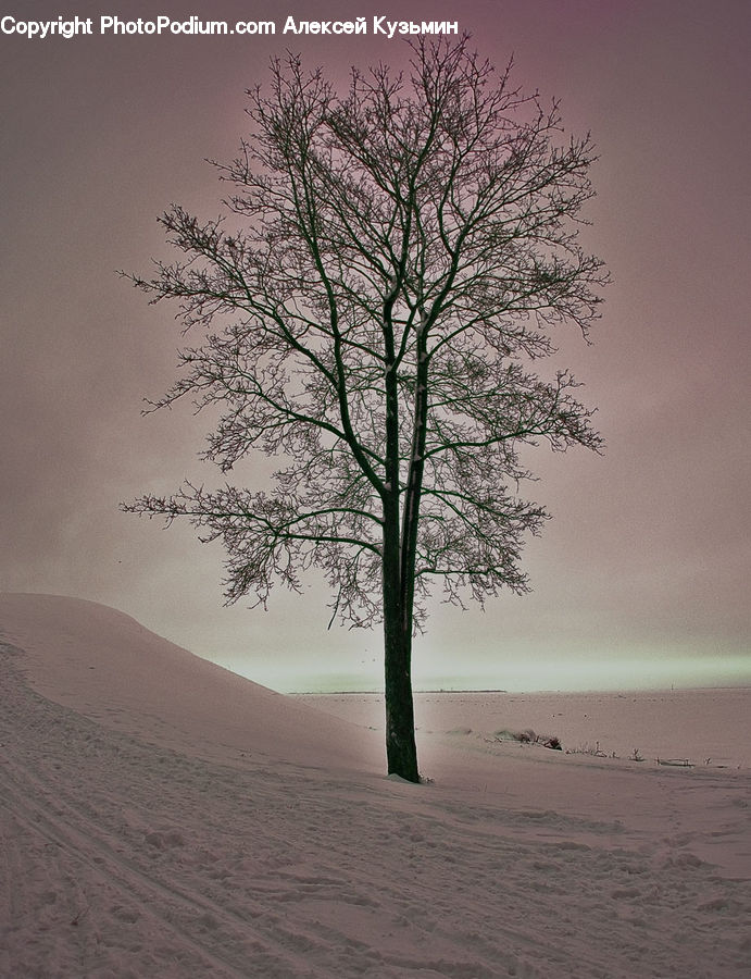 Plant, Tree, Dawn, Dusk, Sky, Sunrise, Sunset