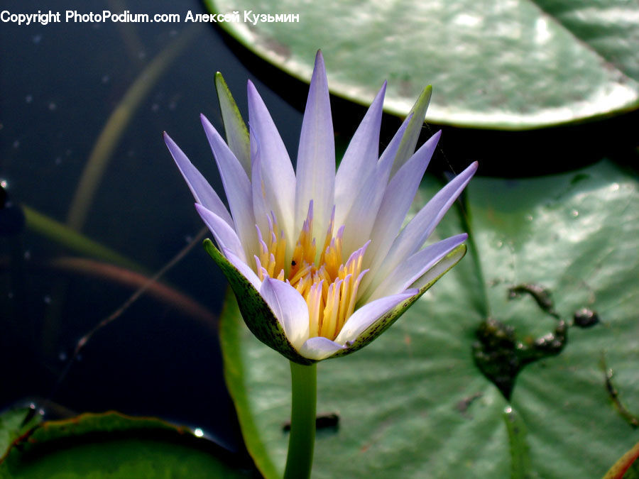 Flower, Lily, Plant, Pond Lily, Aphid, Insect, Invertebrate