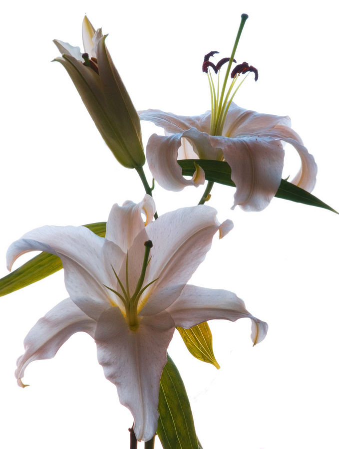Amaryllis, Flower, Plant, Flora, Lily, Gladiolus, Blossom