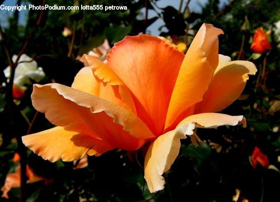 Plant, Potted Plant, Blossom, Flora, Flower, Poppy, Tulip