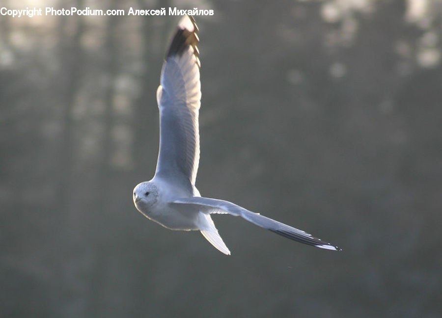 Bird, Seagull, Booby, Beak, Dove, Pigeon