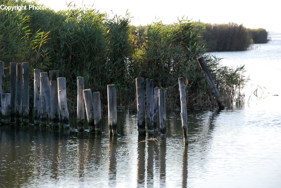 Grass, Plant, Reed, Land, Marsh, Outdoors, Swamp