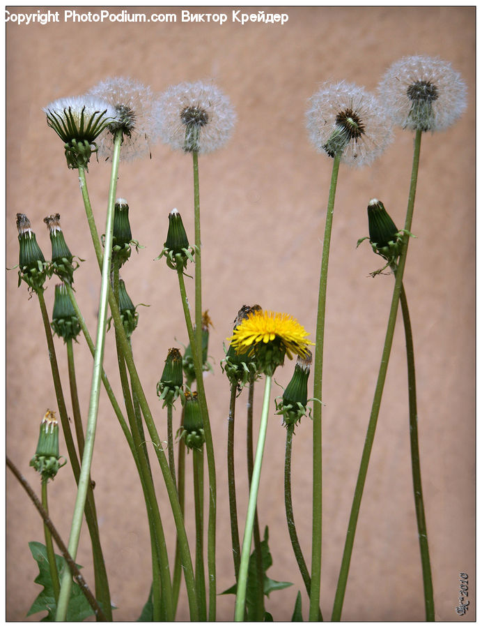 Flower Arrangement, Ikebana, Plant, Potted Plant, Vase, Blossom, Flora