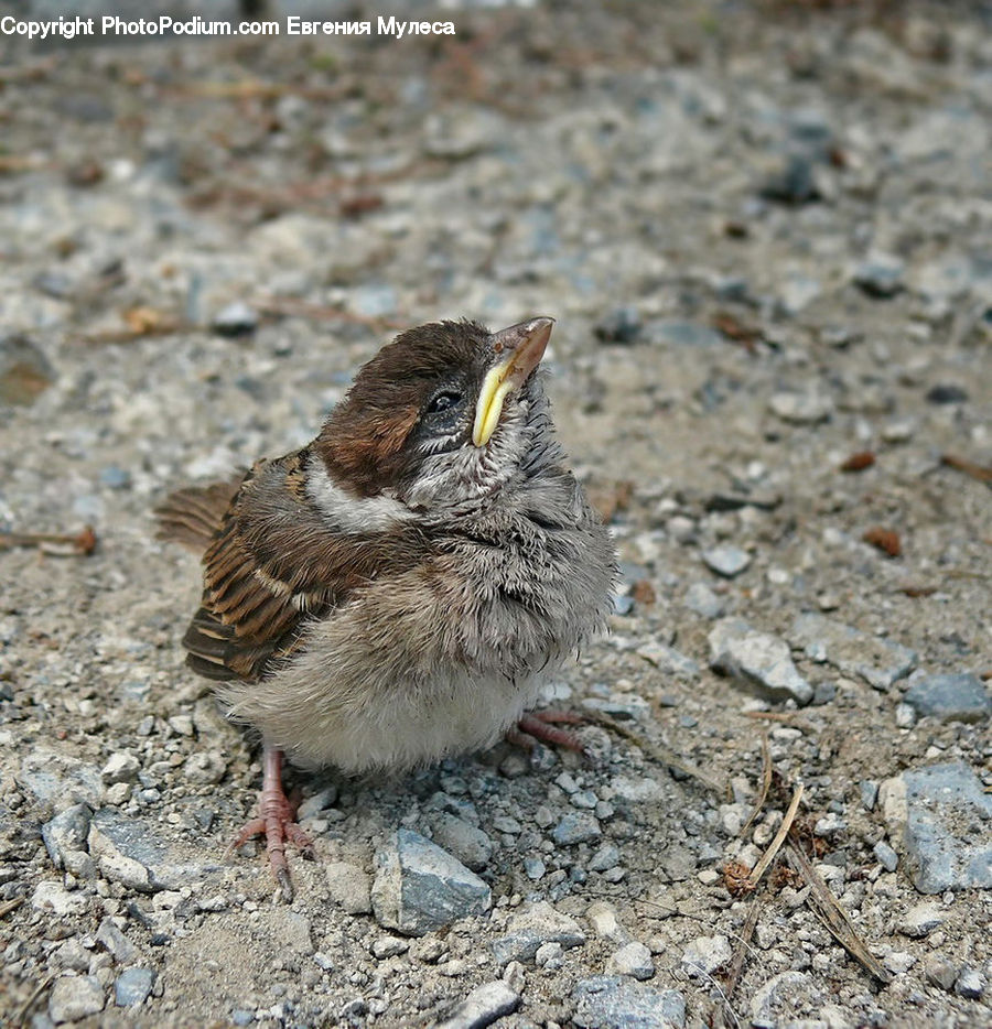 Bird, Sparrow, Beak, Partridge, Quail, Wren, Blackbird