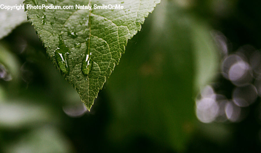 Leaf, Plant, Droplet, Flower, Lupin, Blossom, Flora