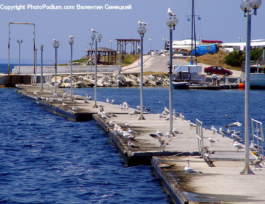 Dock, Landing, Pier, Bird, Seagull, Port, Waterfront