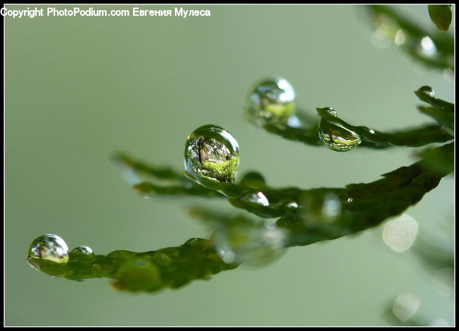 Droplet, Fern, Plant, Potted Plant, Glass, Water, Accessories