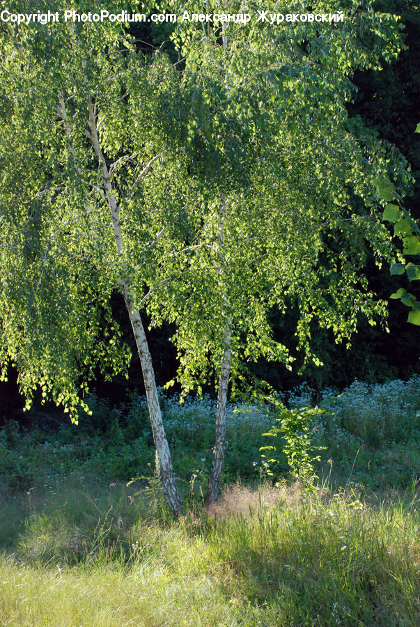 Plant, Vine, Oak, Tree, Wood, Bush, Vegetation