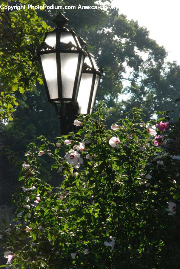 Lamp Post, Pole, Bush, Plant, Vegetation, Ivy, Vine