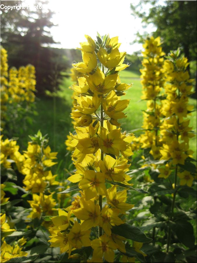 Blossom, Daffodil, Flora, Flower, Plant, Gladiolus, Field