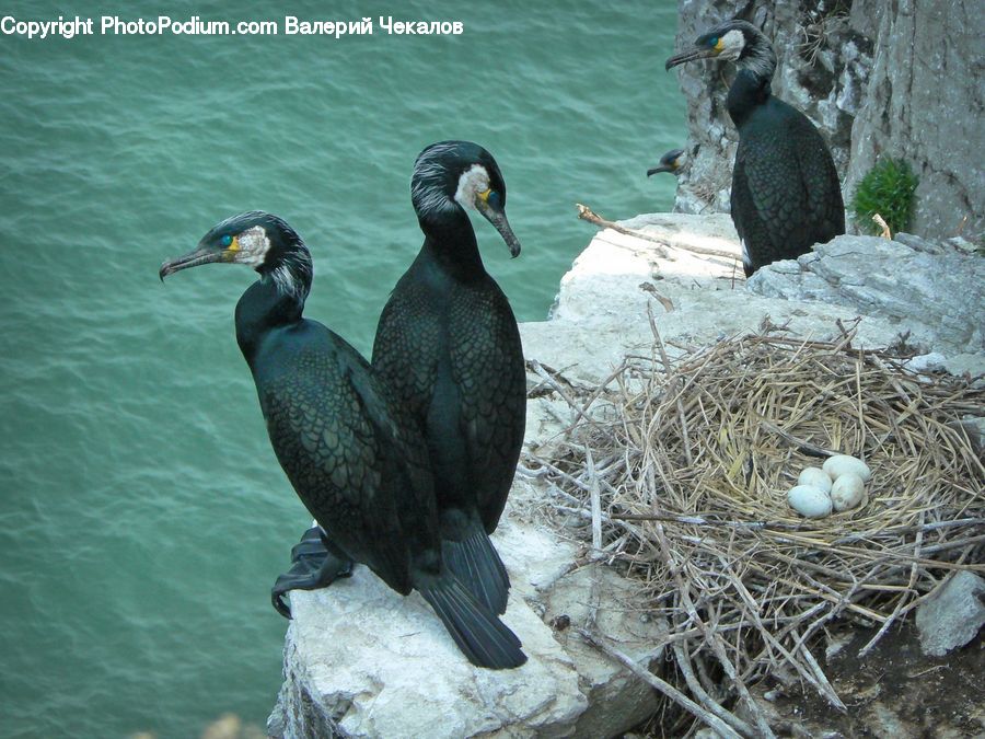 Bird, Cormorant, Waterfowl
