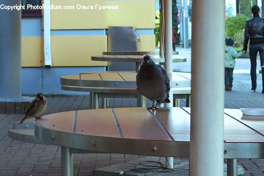 Bird, Pigeon, Plywood, Wood, Banister, Handrail, Dove